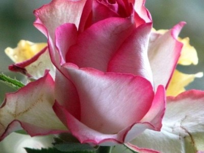 Merry Christmas & other non-productivity