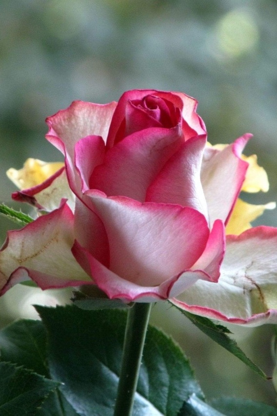 Merry Christmas & other non-productivity